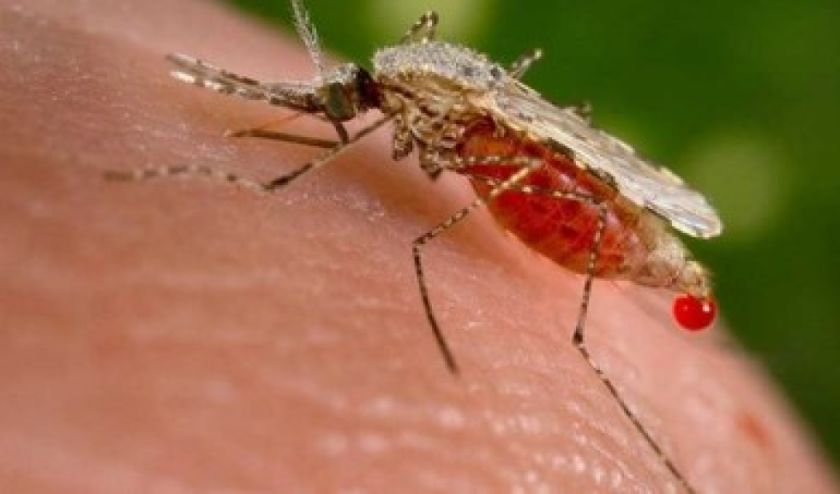 Nigeria es el segundo país en aprobar la vacuna antipalúdica de Oxford