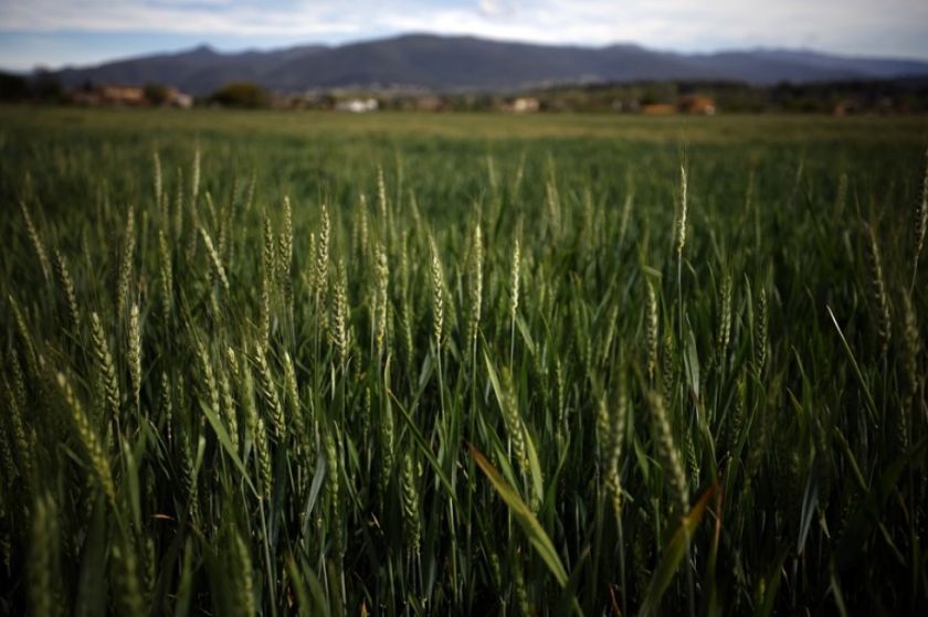 La sequía podría ralentizar la bajada de los precios de los alimentos
