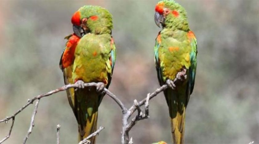 "Las queremos libres", campaña para salvar la paraba de frente roja boliviana