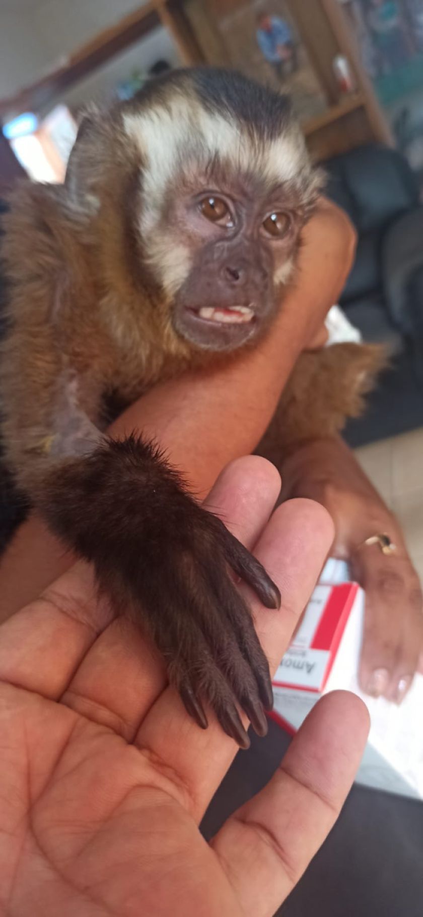 Monito “Tití” estaba abandonado en un basurero en Sucre, lo ayudaron y ahora está feliz