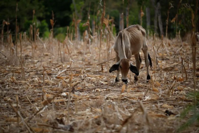 La FAO pide a Centroamérica adaptar su agro al “clima del futuro” ante la llegada de El Niño