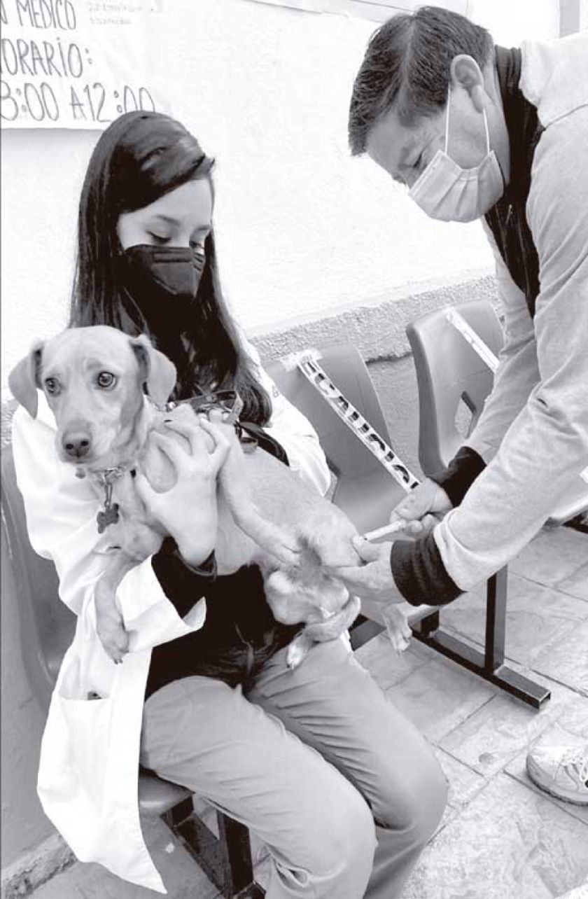 Sedes vacunará a cachorros para prevenir casos de rabia