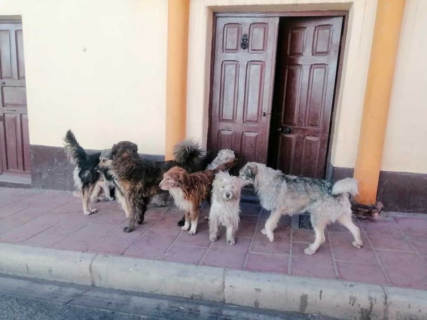 Cerca de 240.000 perros habitan en el Departamento