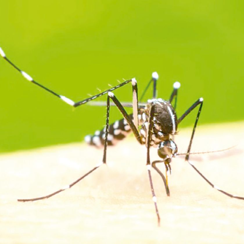 Dengue: Elaboran una nueva vacuna