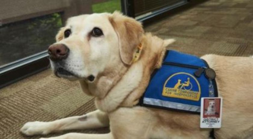 Los perros de terapia tienen una especialidad en EE.UU.: los tiroteos masivos