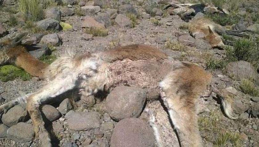 Sequia mata a vicuñas y animales silvestres en ayllu de Cala Cala