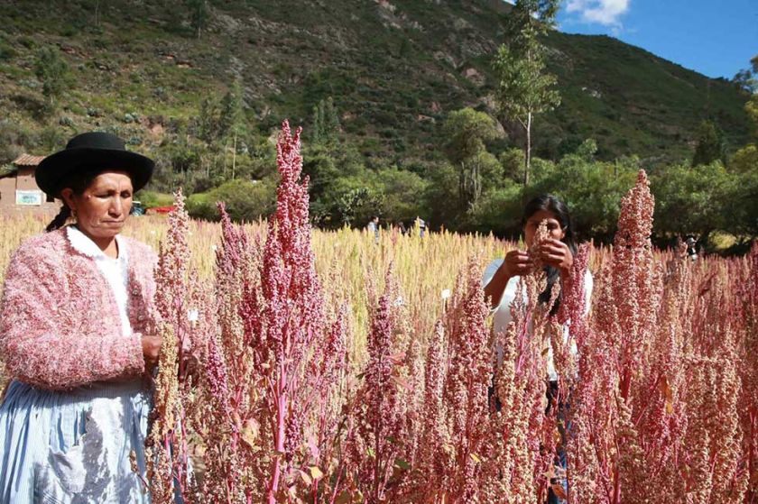 Bolivia cuenta con 28 variedades de quinua para la exportación
