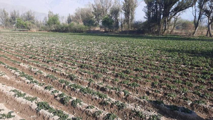 Las heladas dañan el 60 % de los sembradíos en Cotagaita