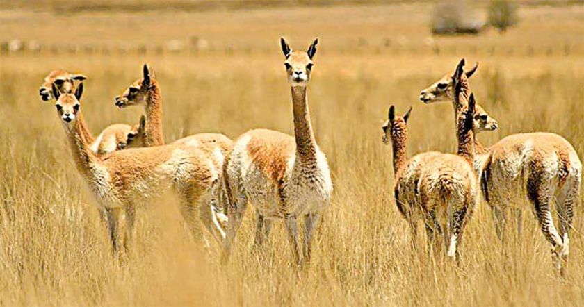 Número de vicuñas crece en un 11,5% en el Sajama