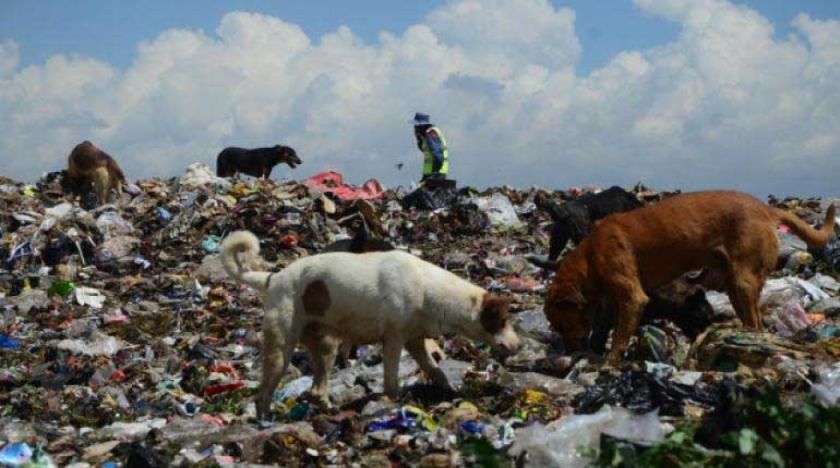 Zoonosis detecta el noveno caso de rabia canina en Potosí
