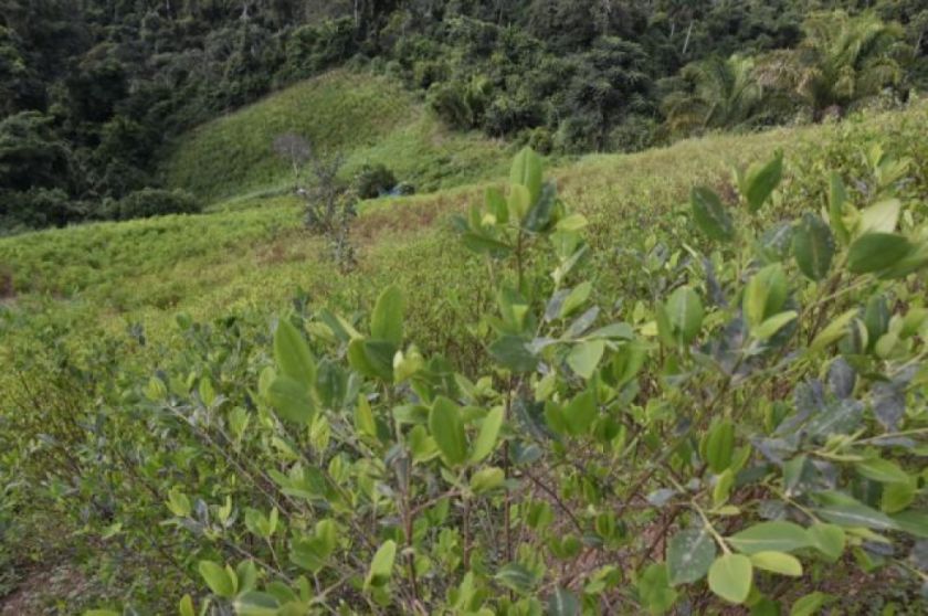 El precio de la hoja de coca baja por incremento de cultivos y la “venta libre”