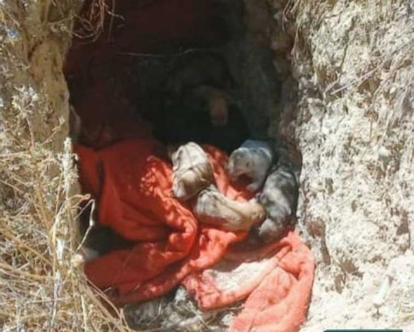 Policías de Pofoma salvan la vida de canes