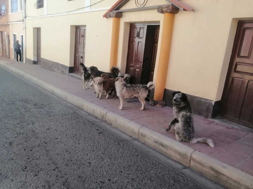 Descartan caso de rabia en niño que fue atacado por un perro
