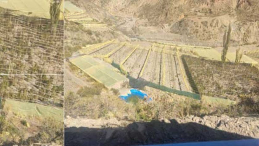 Denuncian que hay plantaciones de marihuana en el norte potosino