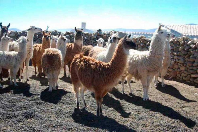 Aumentan las muertes de ganado camélido por bajas temperaturas