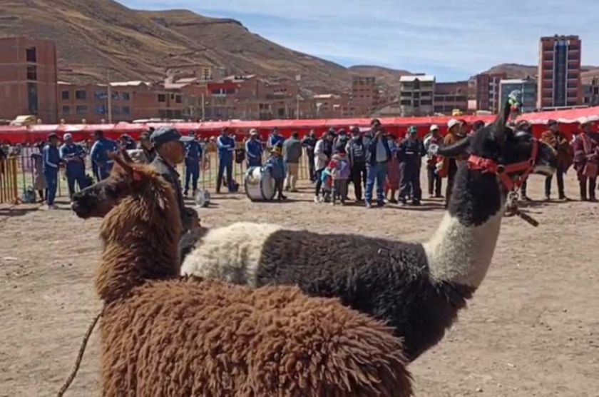 Feria de Camélidos muestra lo mejor de tres distritos