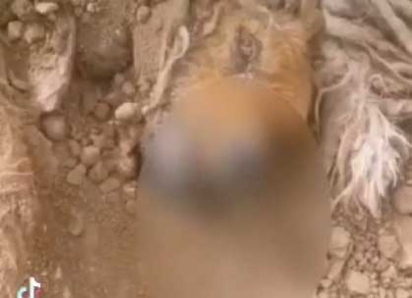 Potosí: Pofoma abre investigación por posible biocidio masivo de perros
