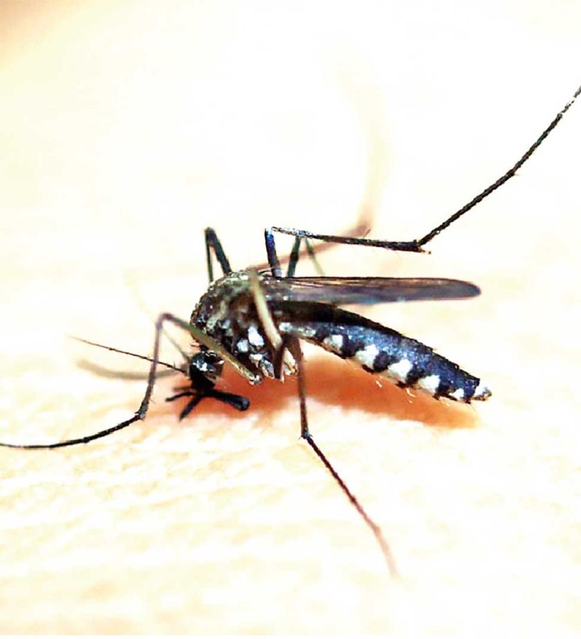 OMS prevé aumento del  dengue en América Latina