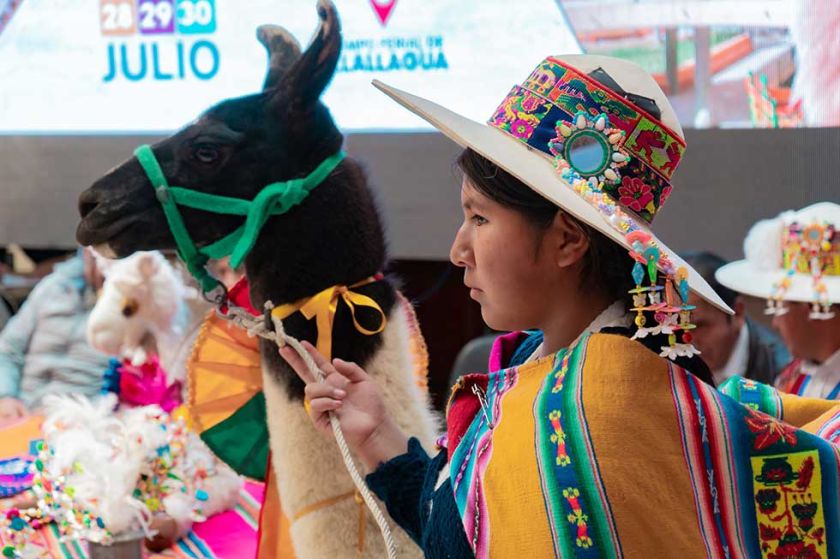 Lllallagua será sede de la 8º feria de los camélidos en Potosí