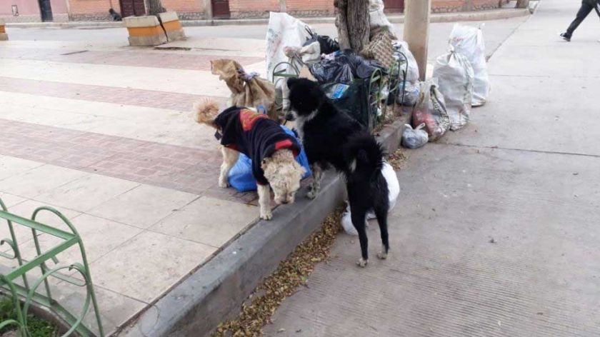 Vacunación de canes en Potosí se desarrolla el 9 y 10 de septiembre