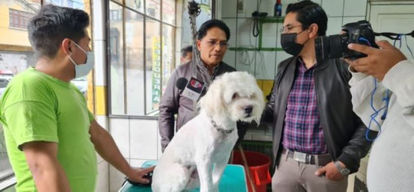 Gobierno aprueba decreto que regula servicios de peluquería, veterinaria y funerarios para mascotas