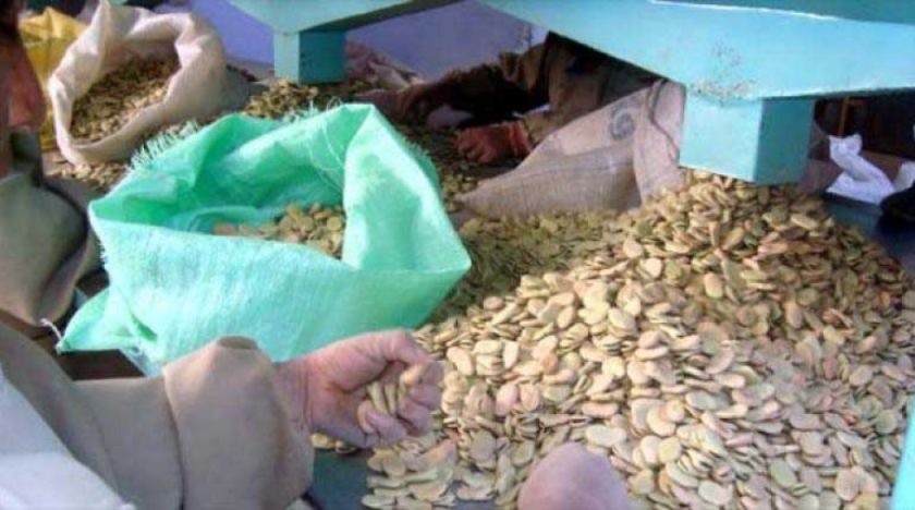 Haba potosina llega a mercados del Oriente Medio con bastante éxito