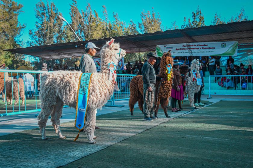 Llama de Colcha K logra primer lugar en feria nacional de camélidos