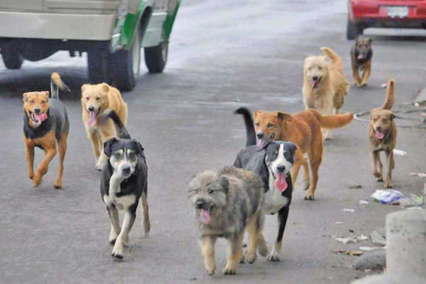 COEM resuelve declarar emergencia sanitaria por casos de rabia canina