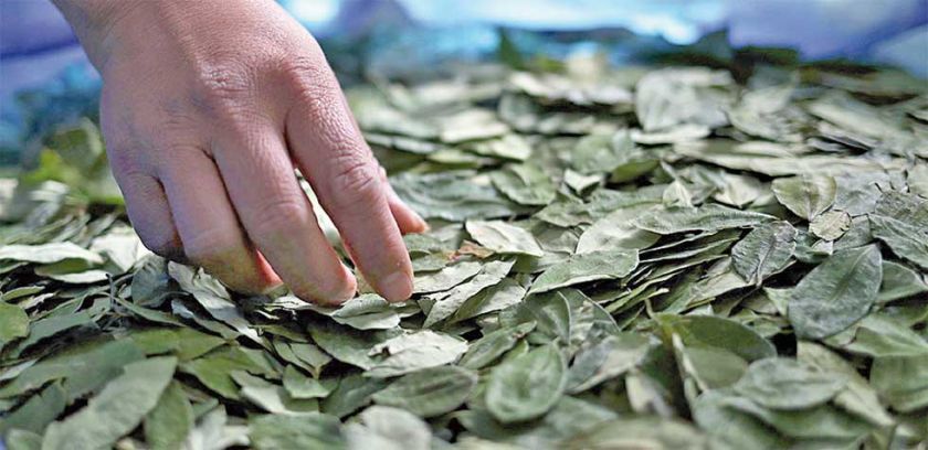 Indagan a exviceministro por el caso desvío de coca