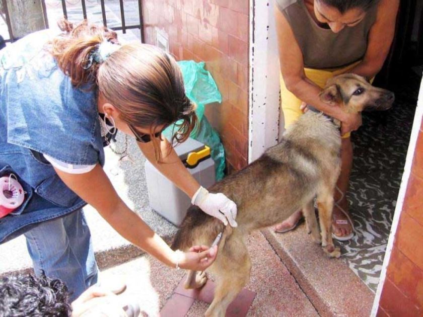 Aumentan los casos de rabia y la mayoría son en la ciudad 