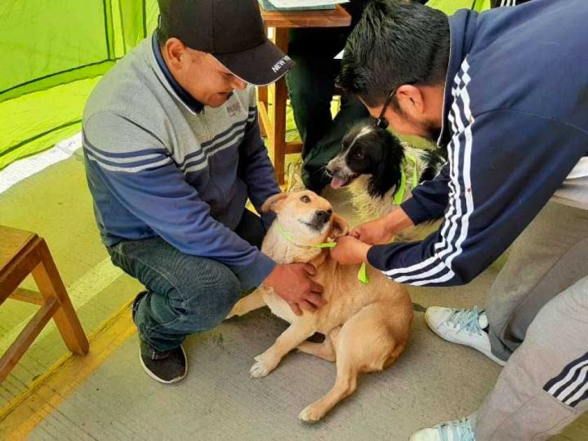 Prevén vacunar a más de 65.000 perros en Potosi el fin de semana