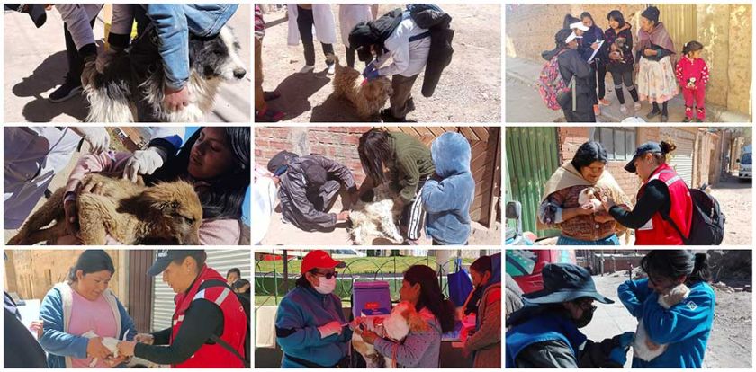 Campaña antirrábica llegó al 66% el primer día en  la ciudad de Potosí