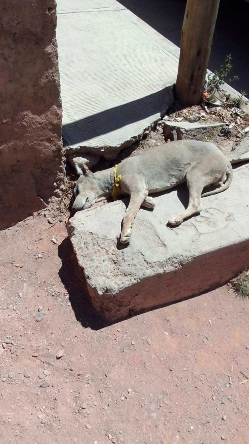 Reportan la muerte de seis perros e investigan las causas del hecho 