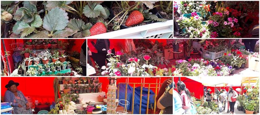 Las plantas frutales adaptadas a Potosí llegan a feria floral