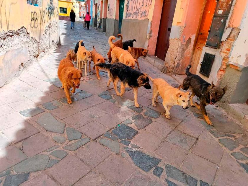 Los casos de rabia canina llegan a 32 en el Departamento de Potosí