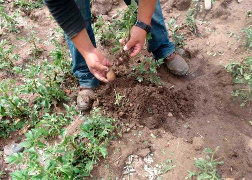Sequía afecta producción agrícola en el Municipio de Tacobamba