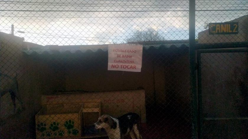 Zoonosis detecta cuatro zonas rojas con casos de rabia canina