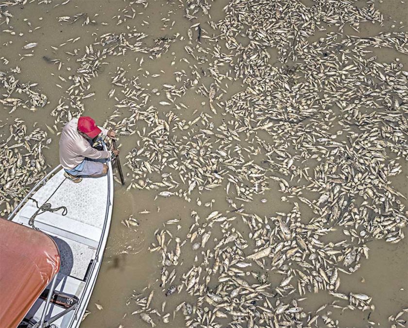 Brasil: Fuerte sequía  causa la muerte de  toneladas de peces