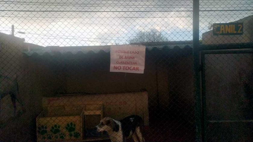 Potosí cierra septiembre con 10 casos  de rabia canina
