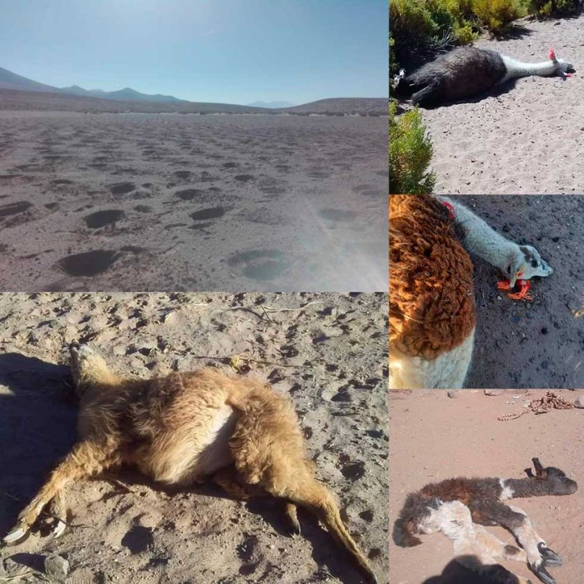 La falta de agua mata a más de  5 mil cabezas ganado en Potosí