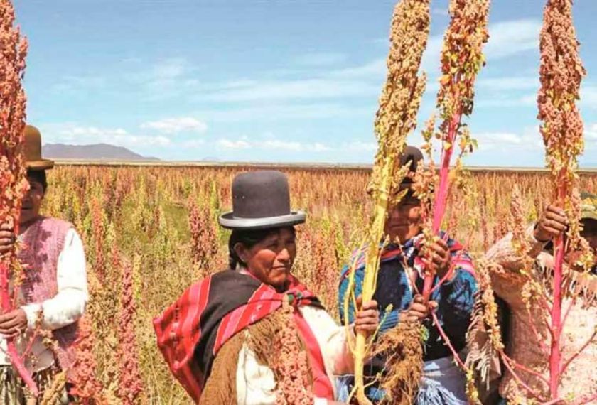 Los productores de quinua piden cierre de frontera con Perú para frenar contrabando