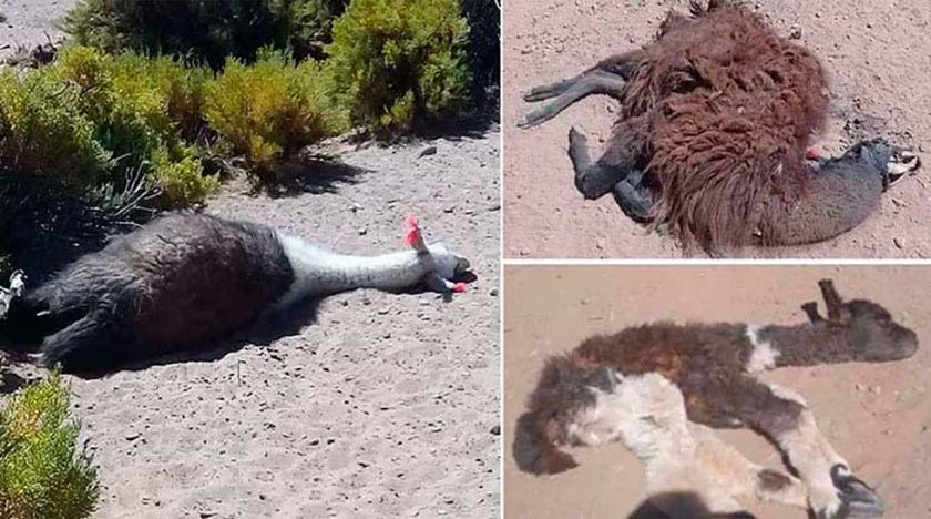 Cifra de ganado muerto por crisis del agua ya bordea los seis mil