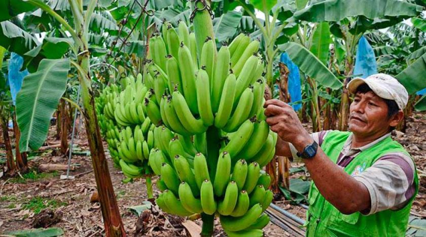 Bananeros buscan evitar el cierre del mercado argentino