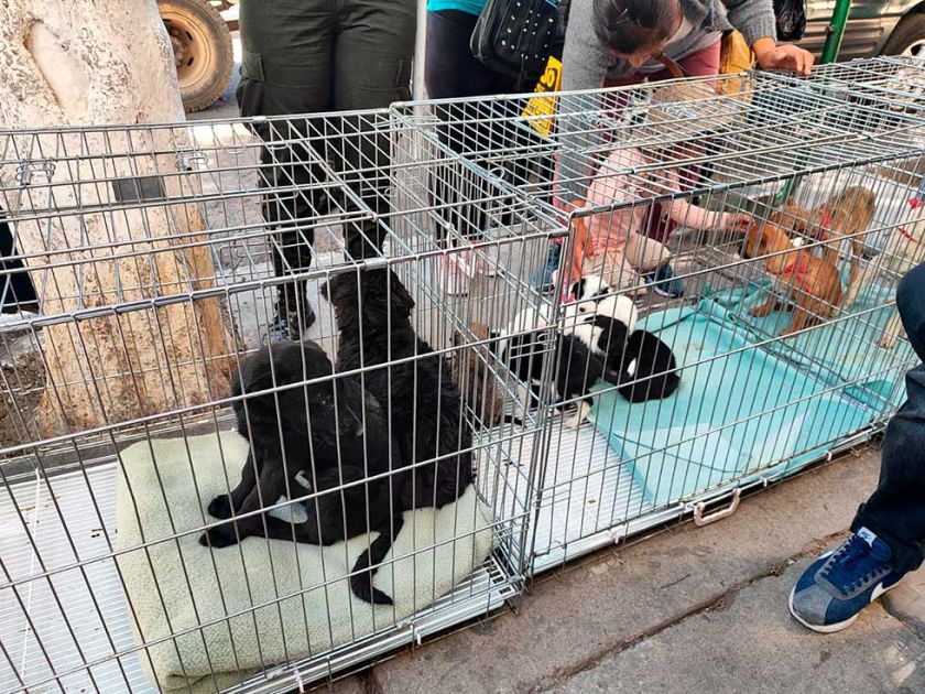 Zoonosis cumple campaña de  adopción de perritos en Potosí