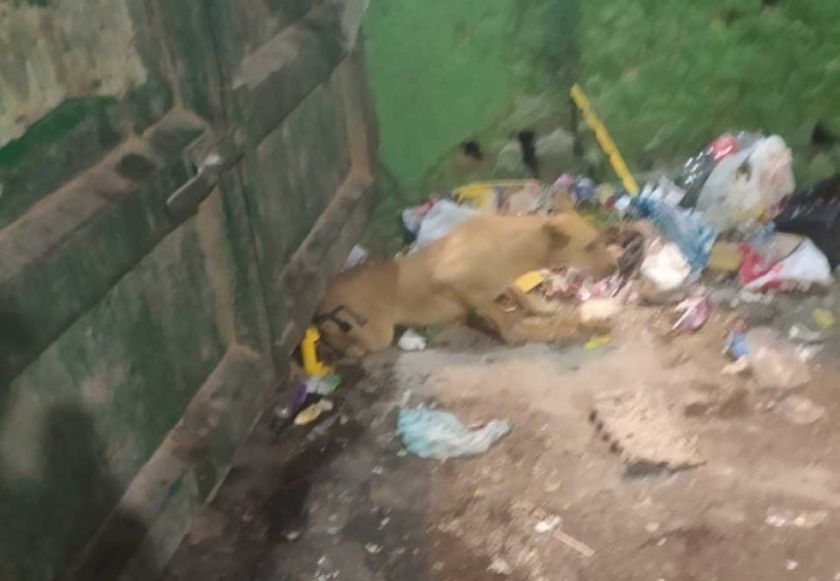 Usan una "gata" para rescatan a un can