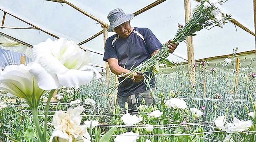 Floricultores en emergencia por subida del contrabando