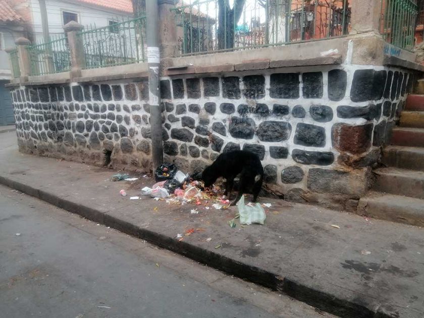 Potosí se encuentra en silencio epidemiológico por casos de rabia canina