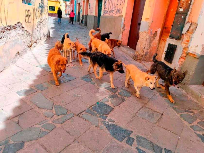 Corrigen la reglamentación de tenencia responsable de perros