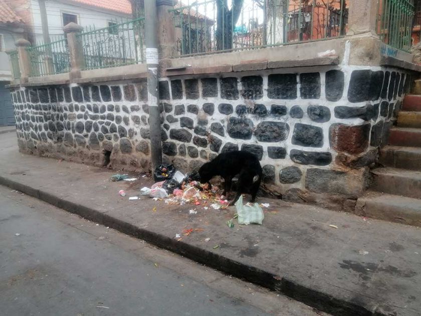 Reglamentación definirá sanción para dueños de perros