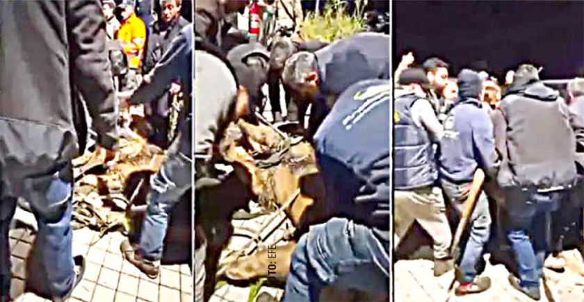 Capturan y sedan al león que se escapó de un circo